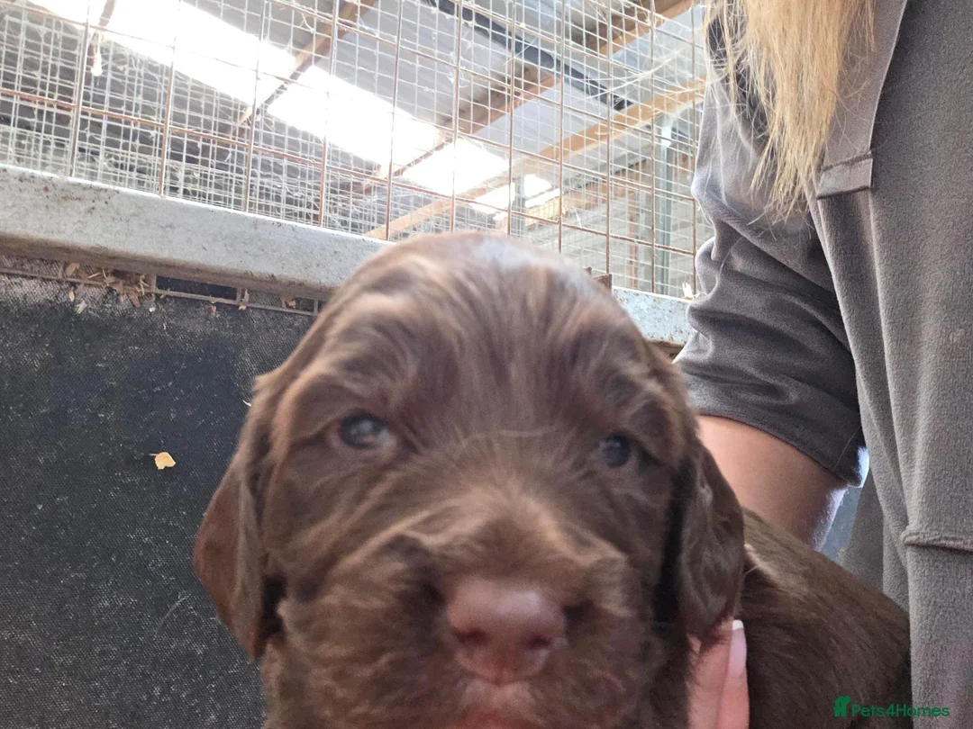 Sprocker dogs for sale: Beautiful Sprockers  - Advert 2