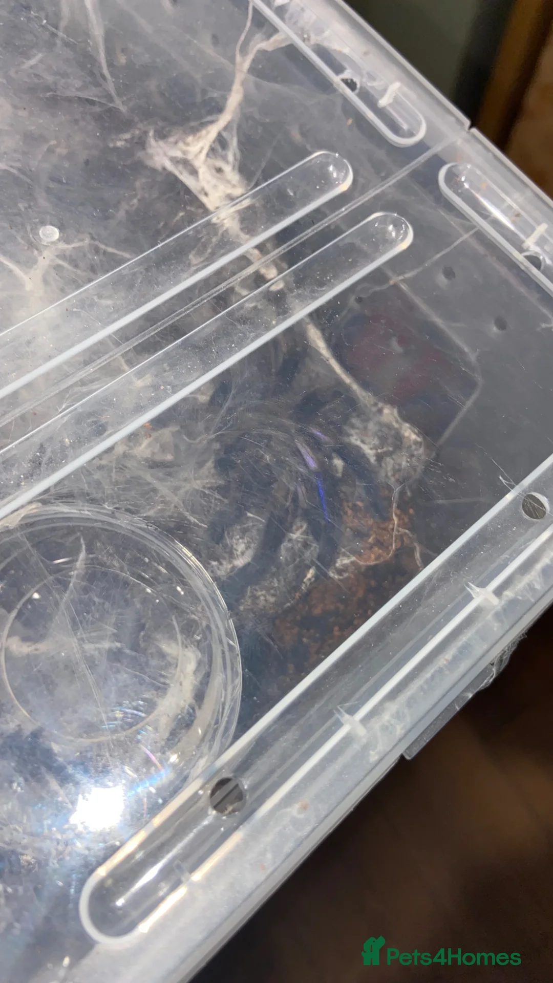 Tarantulas invertebrates for sale: Bird Eater & Electric Blue Tarantula For Sale  - Advert 3