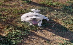 Bichon Frise dogs for adoption: ALBANO, a Lovely Bichon Boy - for a Loving Home - Image 18