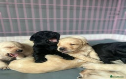 Labrador Retriever dogs for sale: Labrador retriever puppies  - Image 7