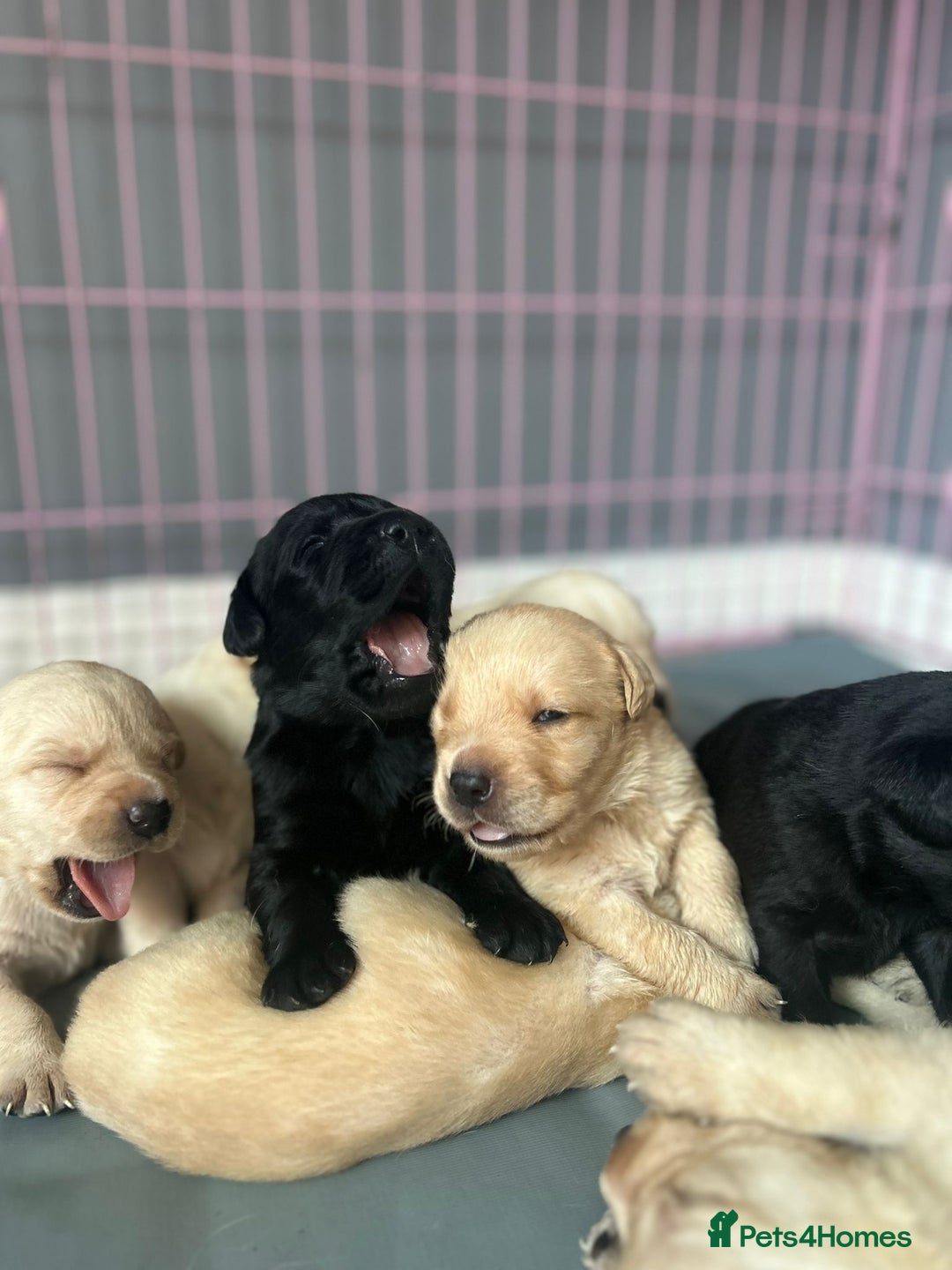 Labrador Retriever dogs for sale: Labrador retriever puppies  - Image 7