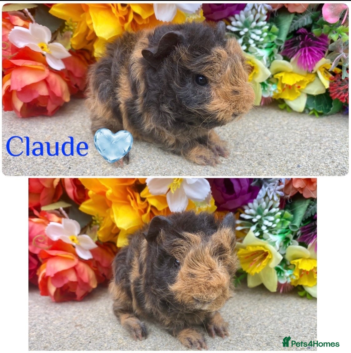 Guinea Pig rodents Pedigree Lunkarya/Blue/ Dalmation Guinea pigs  - Advert 2