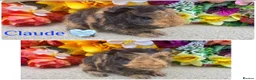 Guinea Pig rodents for sale: Pedigree Lunkarya/Blue/ Dalmation Guinea pigs  - Advert 18