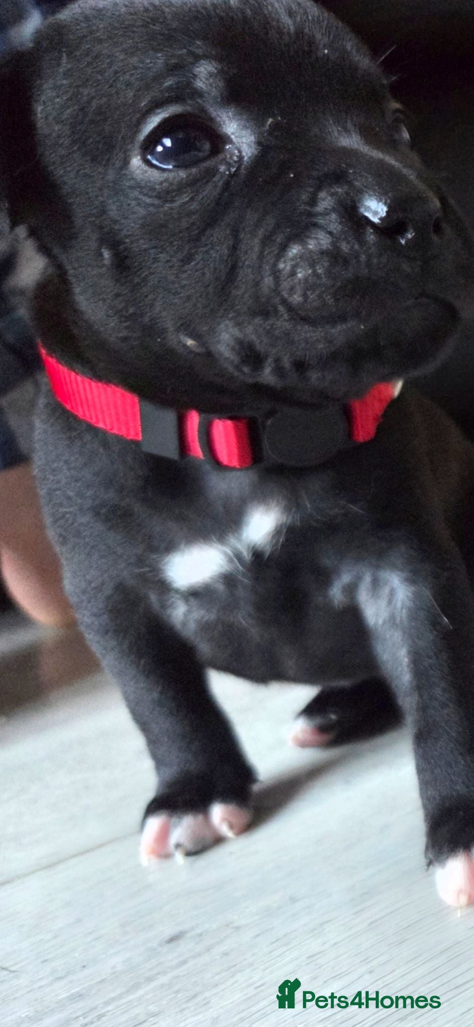 Staffordshire Bull Terrier dogs Exceptional Staffordshire Bull Terriers for sale - Advert 2