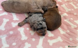 Miniature Dachshund dogs for sale: 2 Beautiful female miniature dachshund - Advert 5