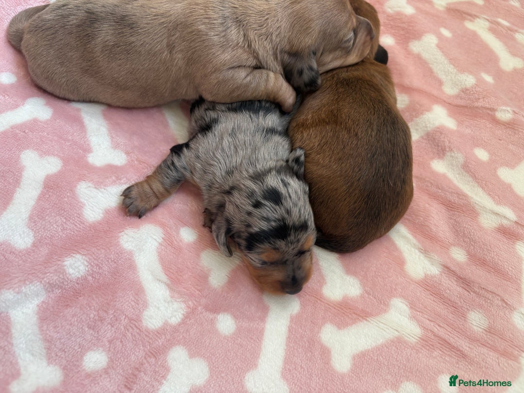 Miniature Dachshund dogs for sale: 2 Beautiful female miniature dachshund - Advert 5