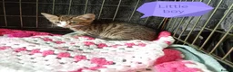 Bengal cats for sale: Bengal Cross kittens  - Advert 18