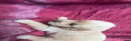 Golden Retriever dogs for sale: Lovley golden retriever puppy’s  - Advert 9