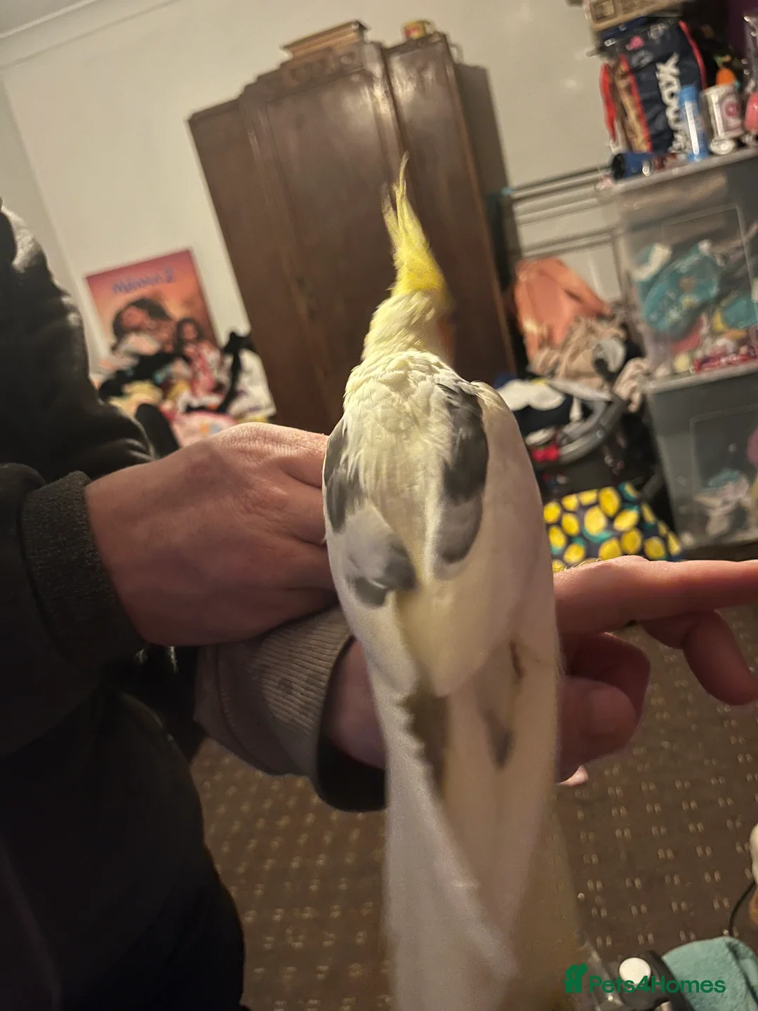 Cockatiels birds for sale: Hand tame cockatiels  - Advert 1