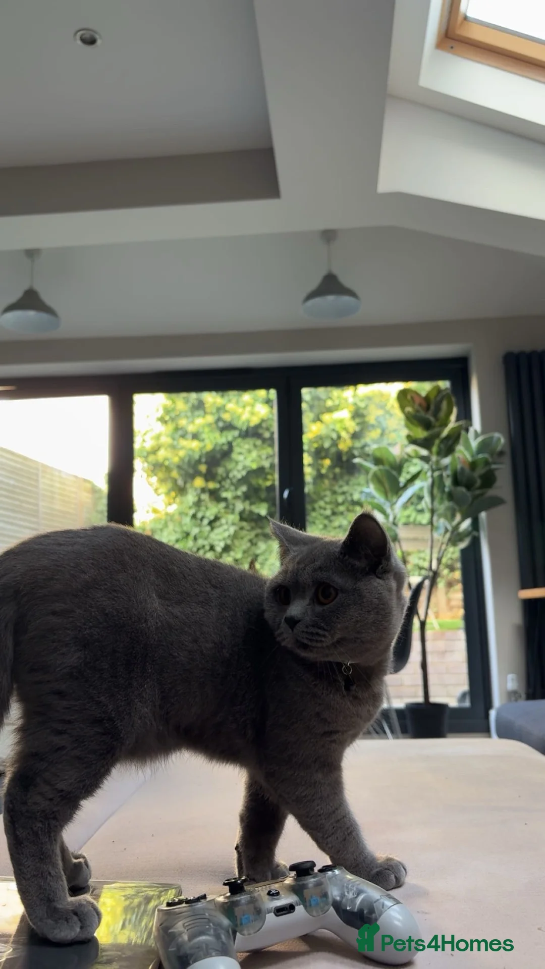 British Shorthair cats for sale: Colombo in London - Advert 4