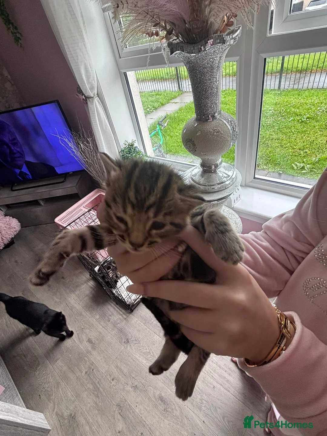 Mixed Breed cats for sale: Bengal x mixed litter - Advert 2