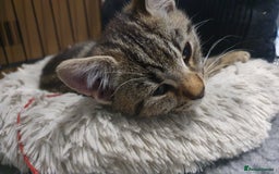Mixed Breed cats for sale: Four kittens in search of their forever homes - Image 8