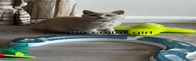 British Shorthair 3