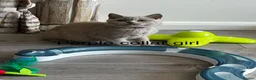 British Shorthair cats for sale: Ready Now - beautiful British Shorthaired Kittens  - Advert 5