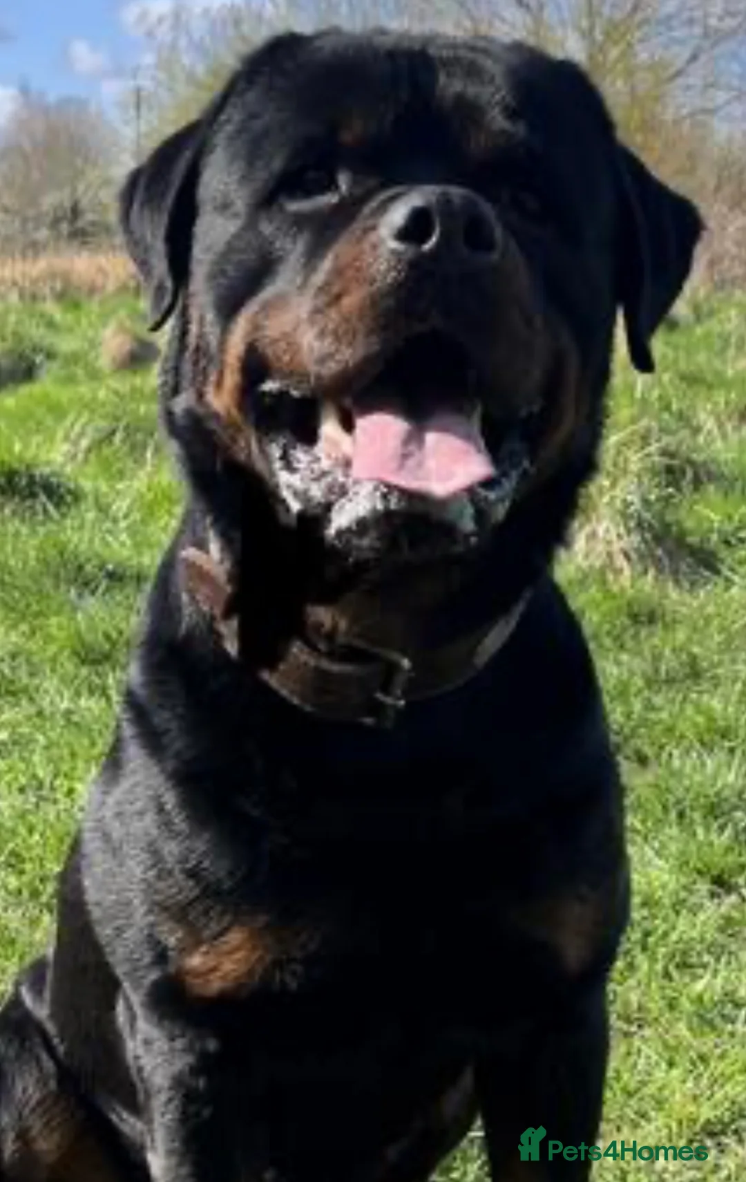 Rottweiler dogs for sale: Elite German bloodline litter - Advert 3
