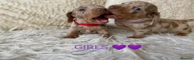 Dachshund Puppy 3