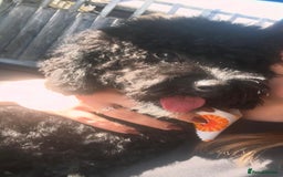 Cockapoo dogs for sale: Luna  - Advert 2