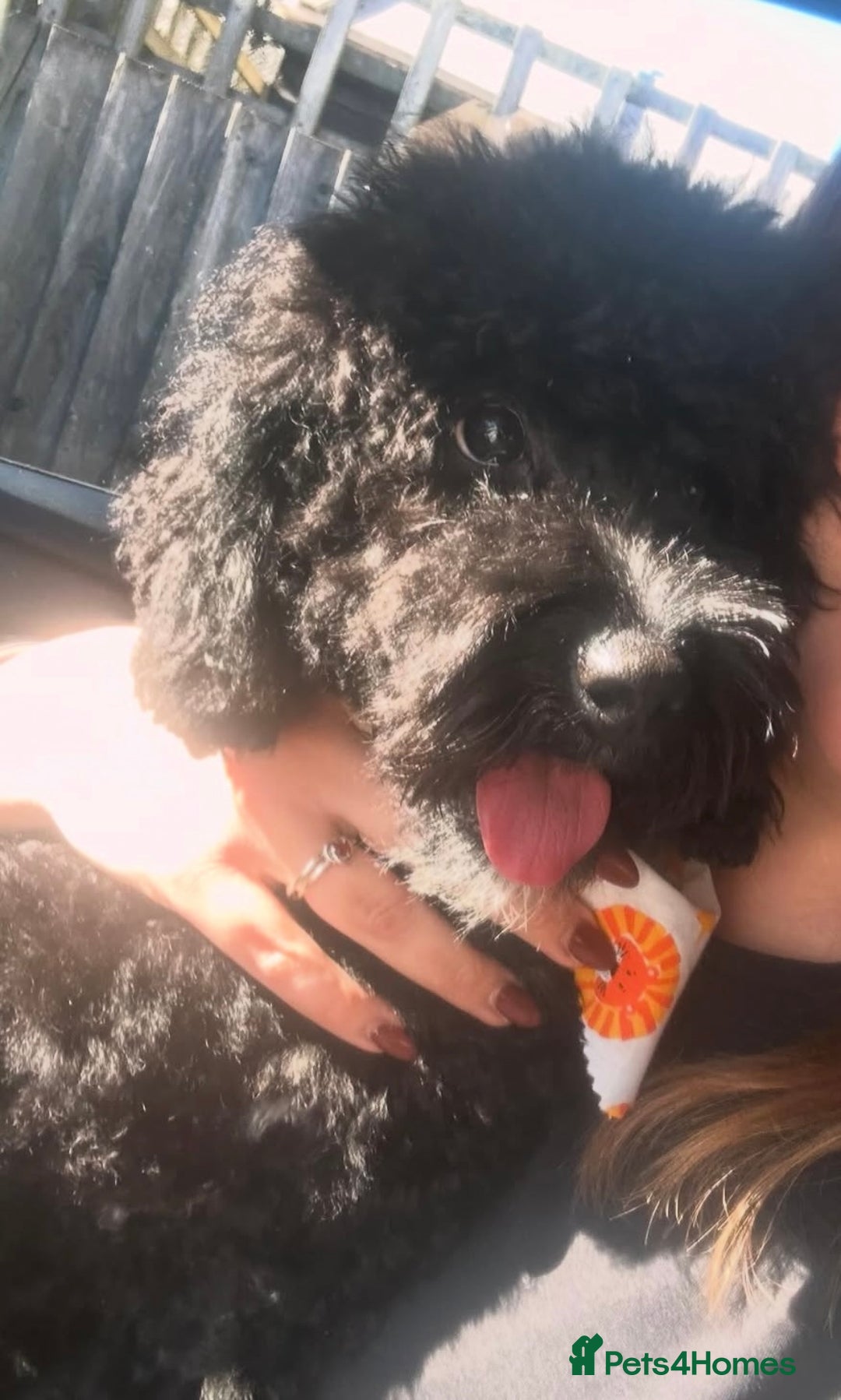 Cockapoo dogs for sale: Luna  - Advert 2