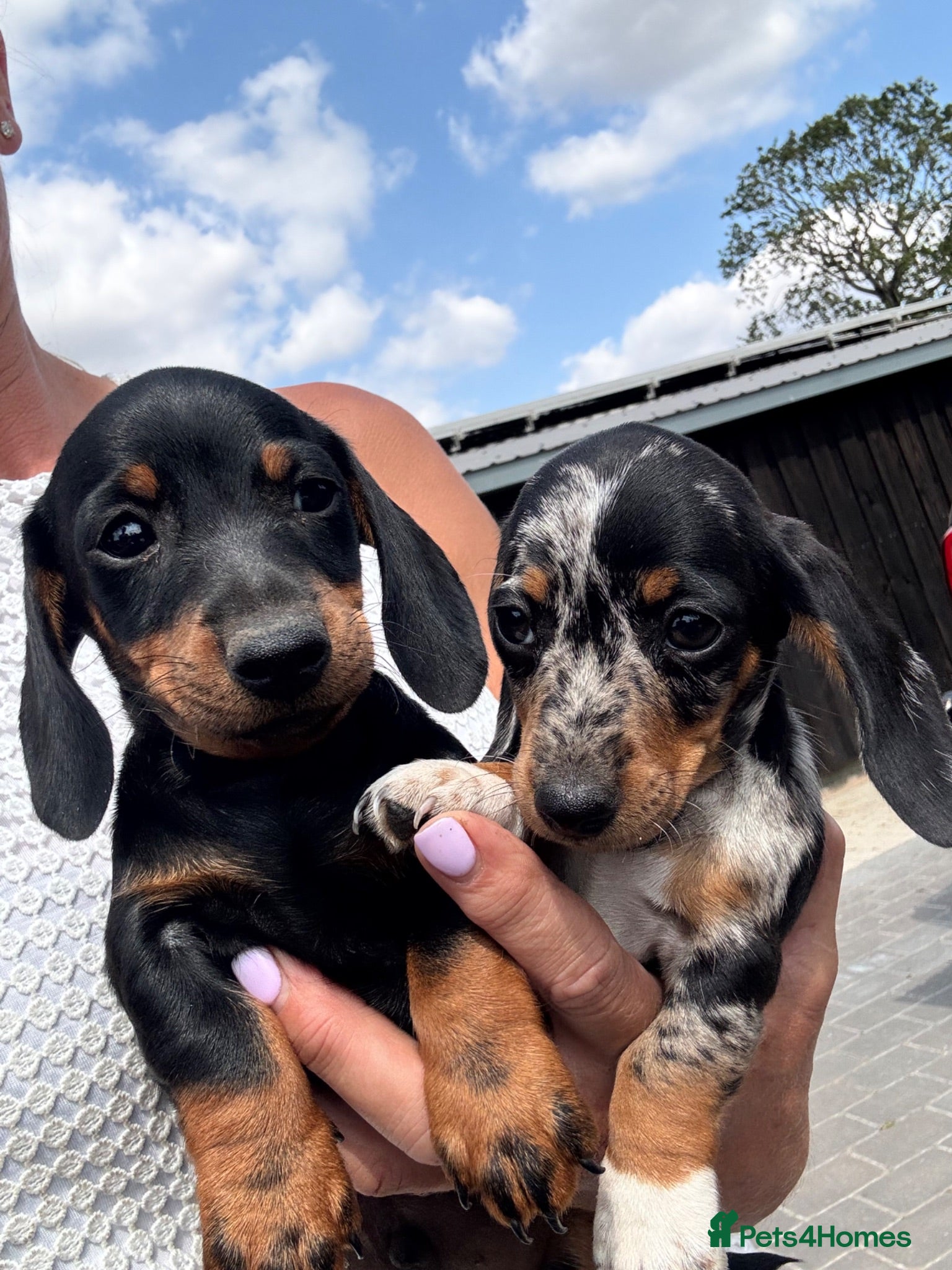Miniature Dachshund dogs Miniature dachshunds  - Advert 1