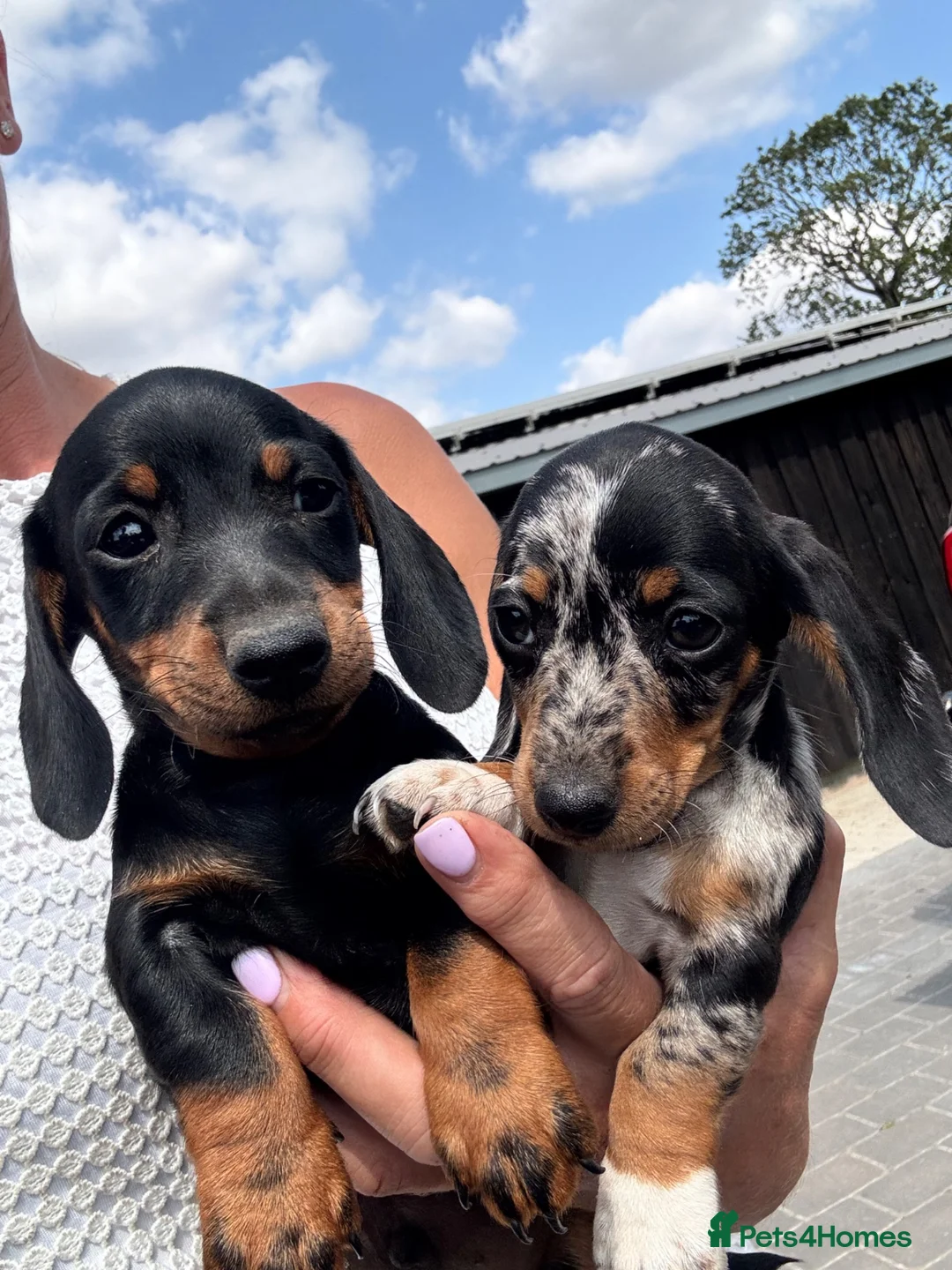 Miniature Dachshund dogs for sale: Miniature dachshunds  - Advert 1