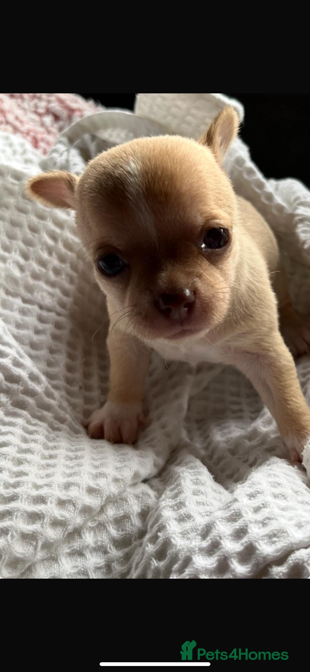 Chihuahua dogs for sale: 💛 Beautiful Chihuahua Pups – Ready 2nd Jan 26 💛 - Advert 9