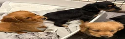 Cocker Spaniel dogs for sale: Beautiful working cocker spaniels  - Advert 19