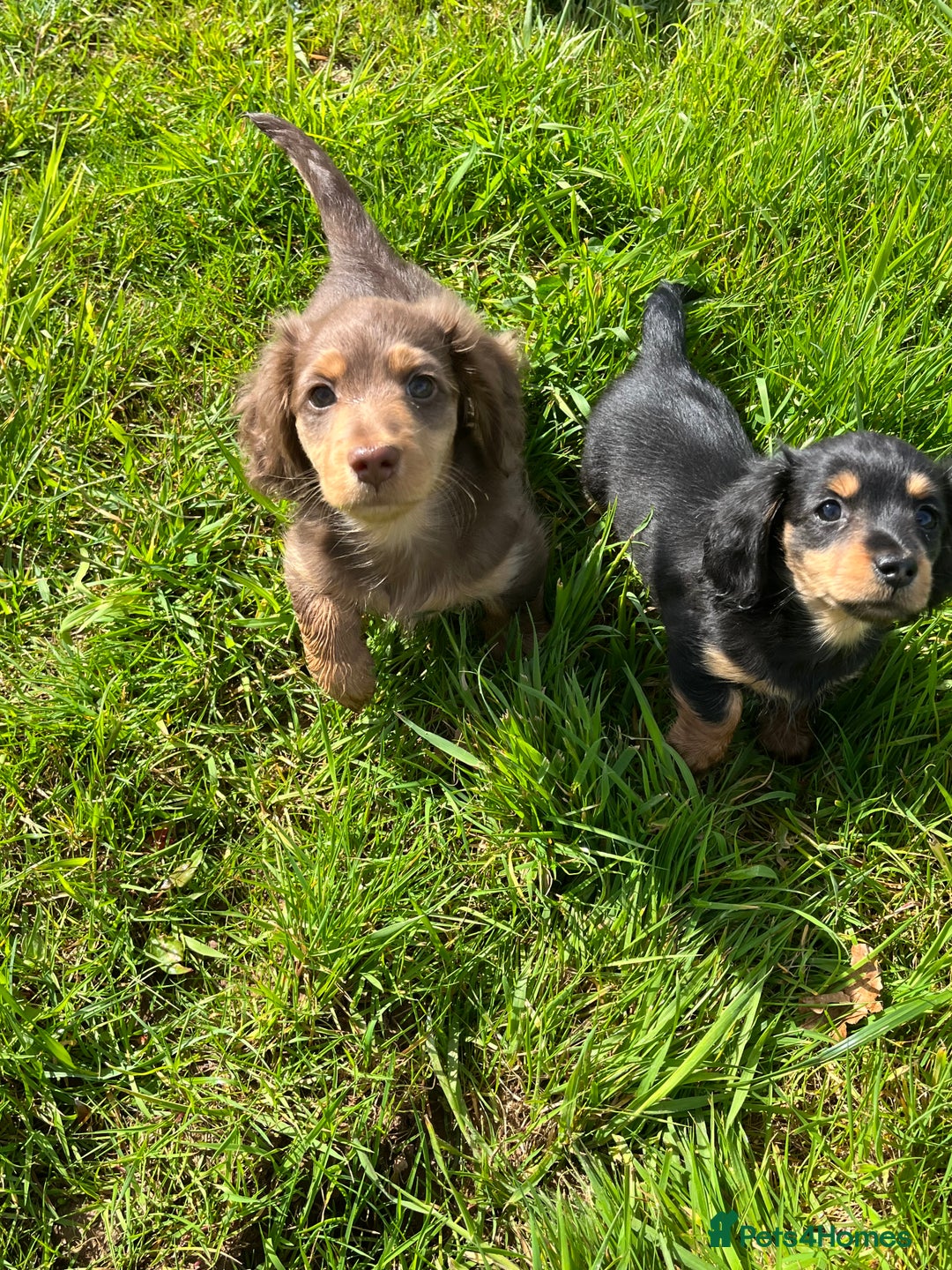 Miniature Dachshund dogs for stud: Ralph Lauren  - Advert 5