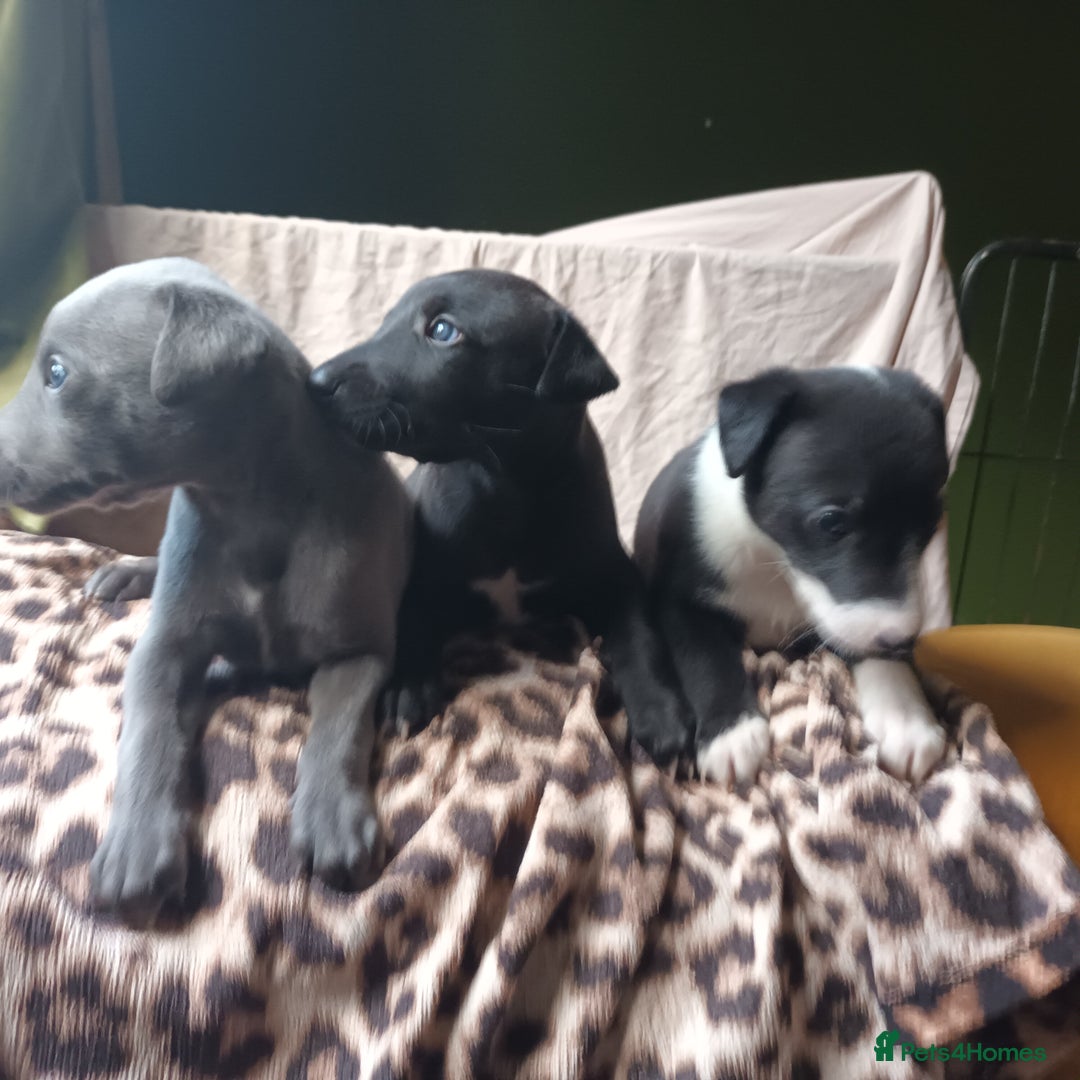 Whippet dogs for sale: 2 whippet pups left ( 1 bitch & 1 boy) - Image 2