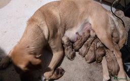 Labrador Retriever dogs for sale: Dudley Fox Red Labradors with FTCH in lineage - Image 1