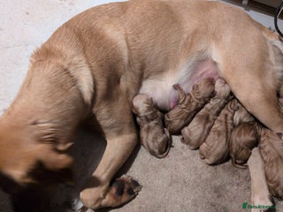 Labrador Retriever dogs - Advert 22