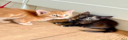 Mixed Breed cats for sale: Kittens - Advert 3