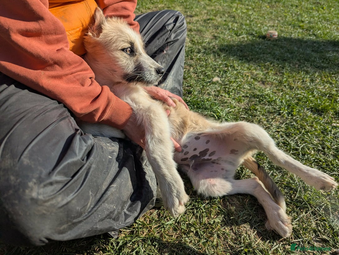 Mixed Breed dogs for adoption: Can Boo be your beau?  - Advert 1