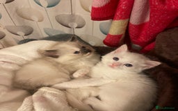 Ragdoll cats for sale: VERY RARE CREAM FLARE BICOLOUR RAGDOLL KITTEN - Image 28