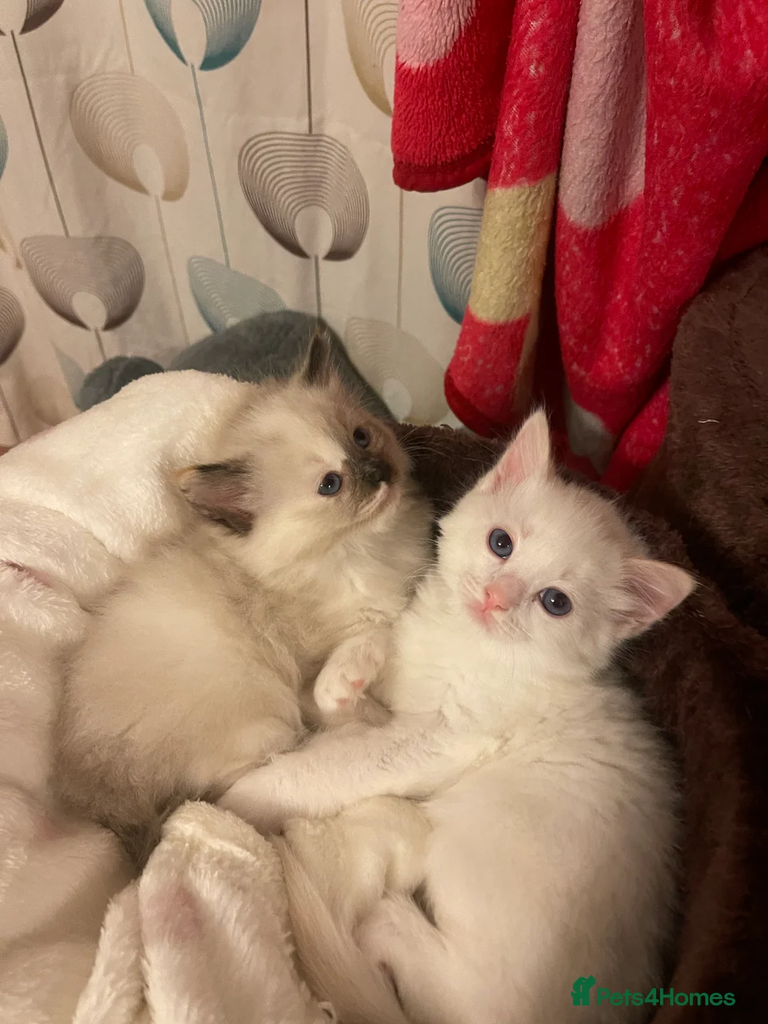Ragdoll cats for sale: VERY RARE CREAM FLARE BICOLOUR RAGDOLL KITTEN - Advert 28