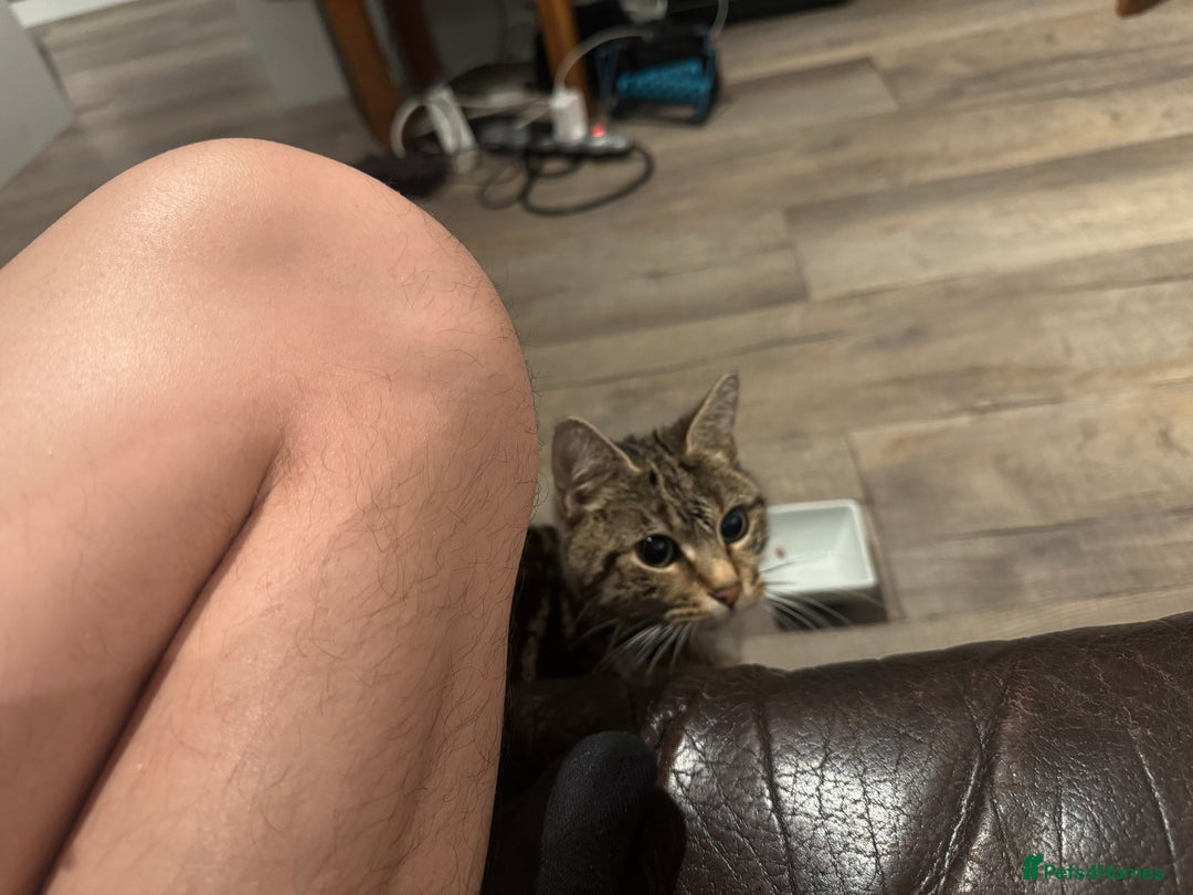 Domestic Shorthair cats for sale: Lovely tabby cat for adoption - Image 4