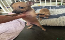 Italian Greyhound dogs for sale: Ready from next week Little Italian Greyhound pups - Image 21