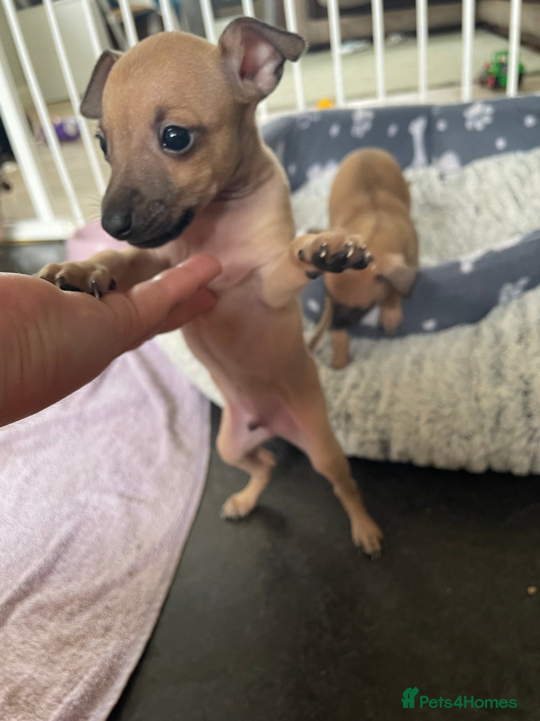 Italian Greyhound dogs for sale: Ready from next week Little Italian Greyhound pups - Image 21