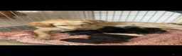 Mixed Breed dogs for sale: Ready to go right before  **   **   in Kidderminster - Advert 4