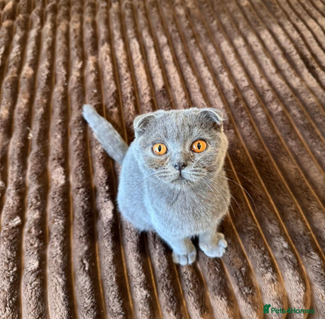Scottish Fold cats for sale: 😼Last boy 😻SCOTTISH FOLD 😽 - Advert 2