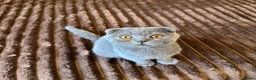 Scottish Fold cats for sale: 😼Last boy 😻SCOTTISH FOLD 😽 - Advert 5
