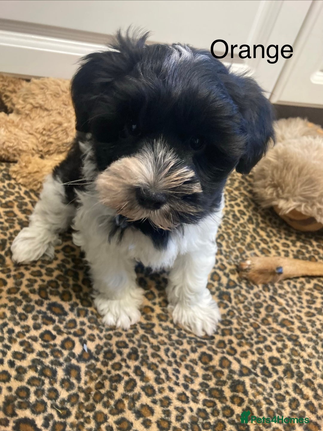 Miniature Schnauzer dogs for sale:  ❤️PARTI MINIATURE SCHNAUZER GIRL  - Advert 3