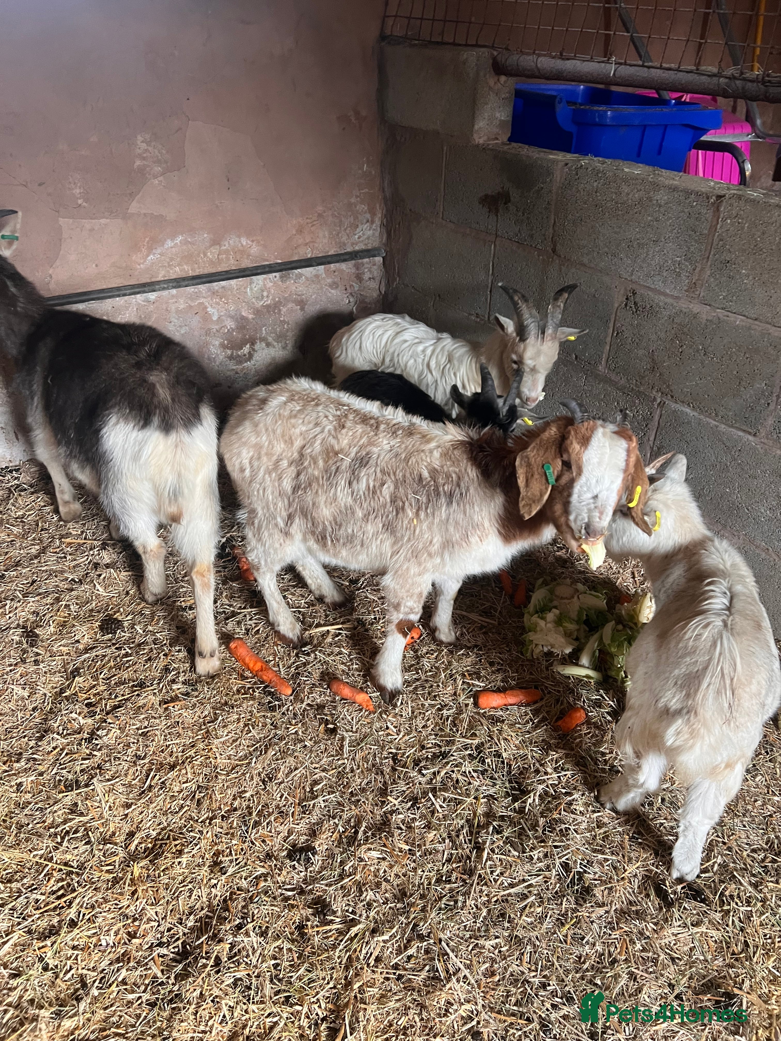 Goats livestock Goats available male female  - Advert 1