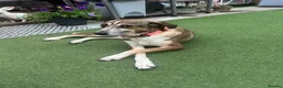 Mixed Breed dogs for sale: Moroccan female dog  - Advert 10