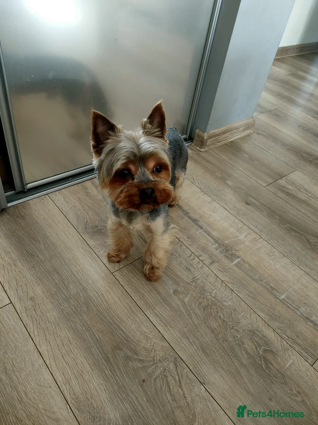 Yorkshire Terrier dogs for sale: Puppies Yorkshire terrier  - Advert 4