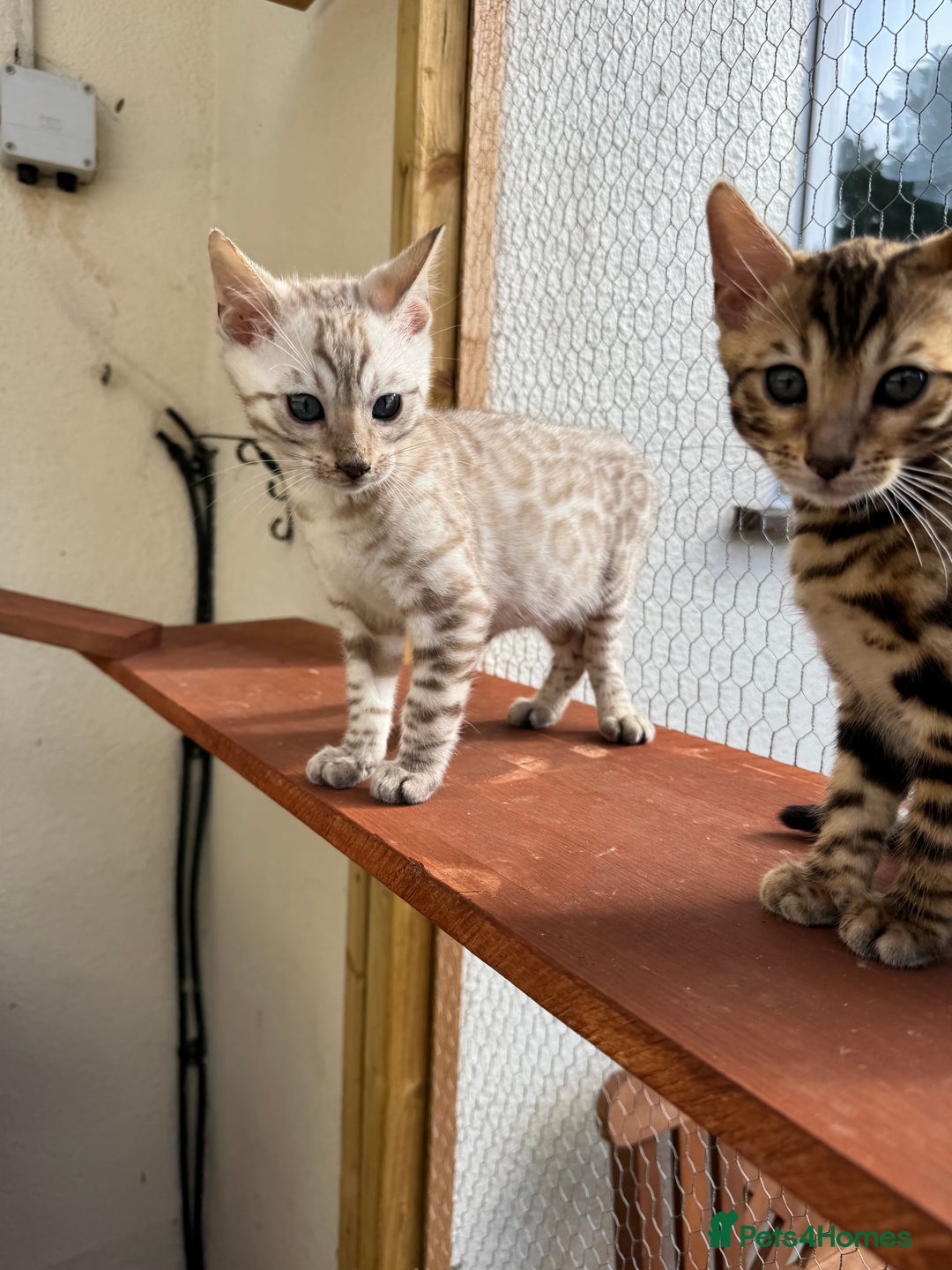 Bengal cats for sale: 5 Bengal kittens , 2 boys and 3 girls  - Image 25