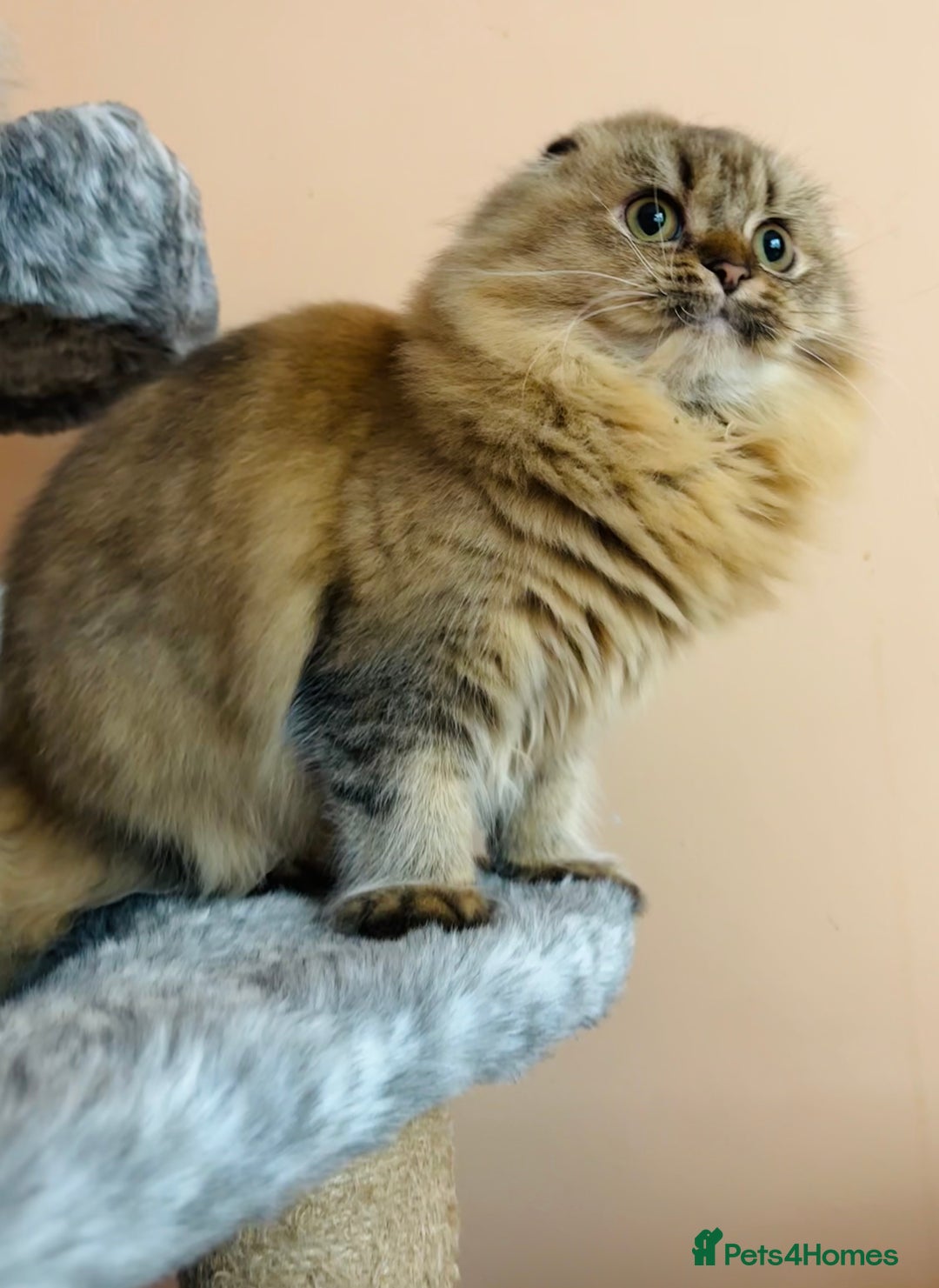 Scottish Fold cats for sale: Scottish Fold Pedigree Kittens in Romford - Image 1