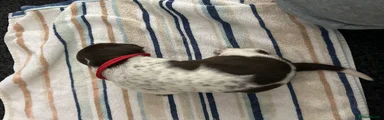 German Shorthaired Pointer 8