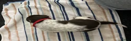 German Shorthaired Pointer dogs for sale: KC Registered German Shorthaired pointer puppies  - Advert 8