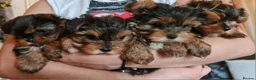 Yorkshire Terrier dogs for sale: Mini Yorkshire Terrier - Advert 2