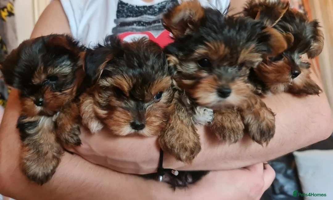 Yorkshire Terrier dogs for sale: Mini Yorkshire Terrier - Advert 2